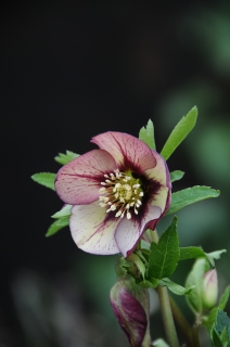 e0105760_552394.jpg