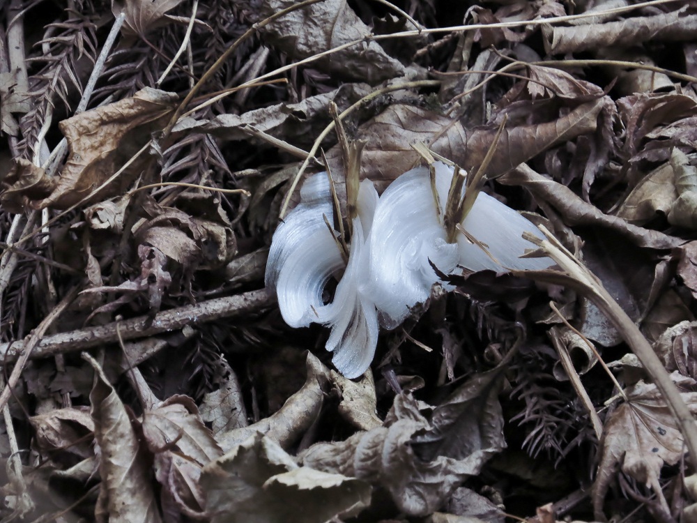 c0036878_1650949.jpg