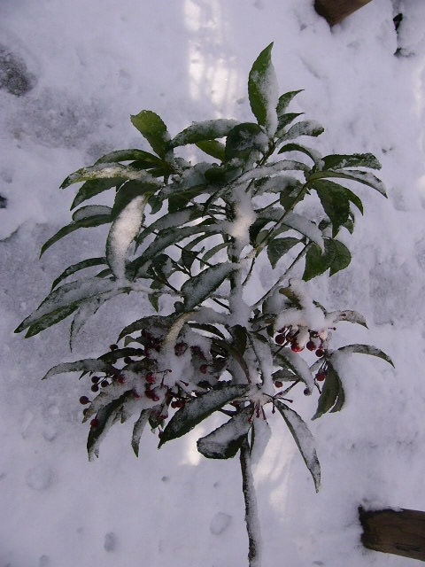 e0145782_14211419.jpg