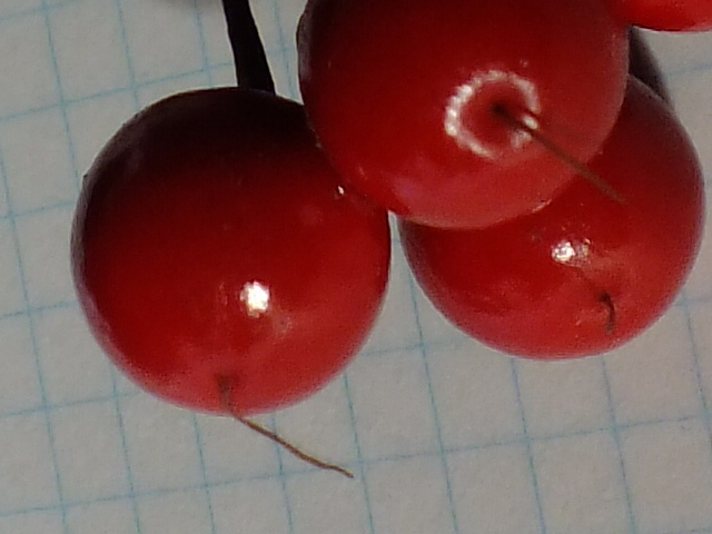 e0145782_14233228.jpg