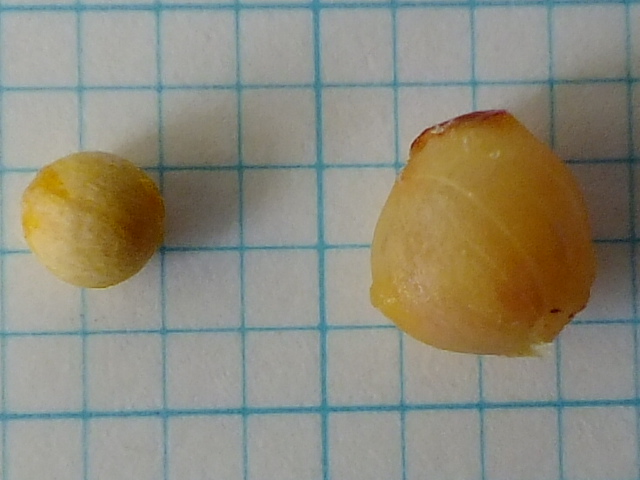 e0145782_14273126.jpg