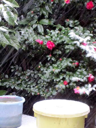 d0085887_2348227.jpg