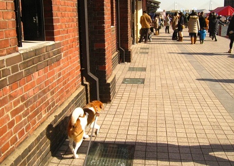 c0084117_17381419.jpg