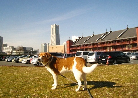 c0084117_1739219.jpg
