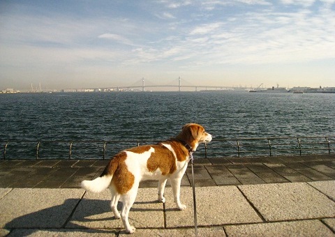 c0084117_1754457.jpg