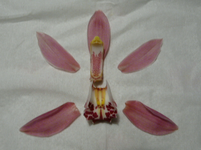 e0145782_1150483.jpg