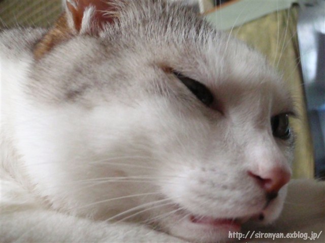 a0159490_16155224.jpg