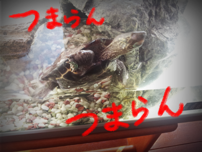a0205596_20505872.png