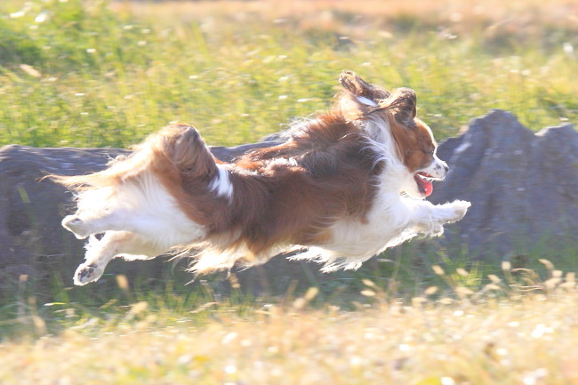 c0044199_1154539.jpg