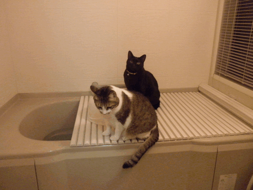 c0136736_20171915.gif