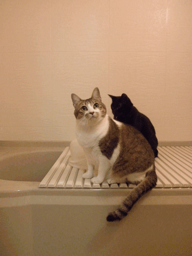 c0136736_20175324.gif