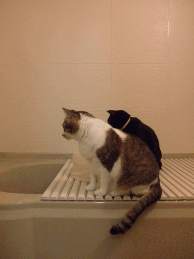 c0136736_20202833.gif