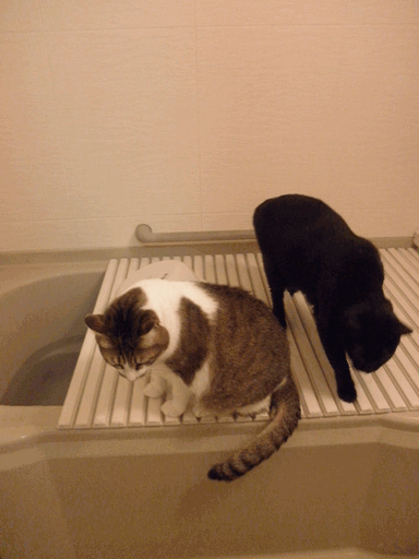 c0136736_20221484.gif
