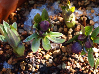 e0105760_1313538.jpg