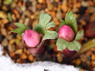 e0105760_13135657.jpg