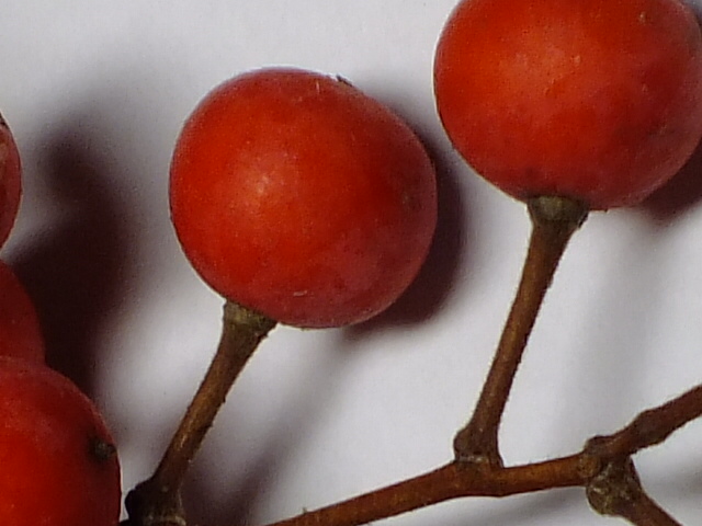 e0145782_12211030.jpg