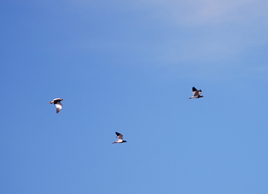 f0000148_2232126.jpg
