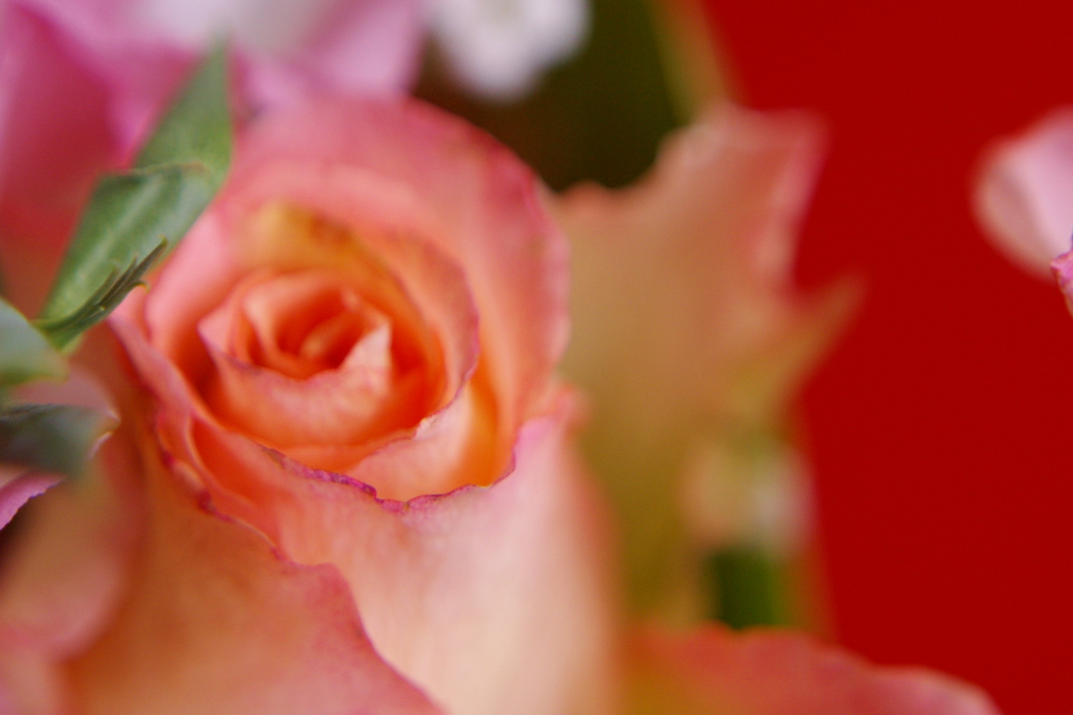 a0299749_234091.jpg