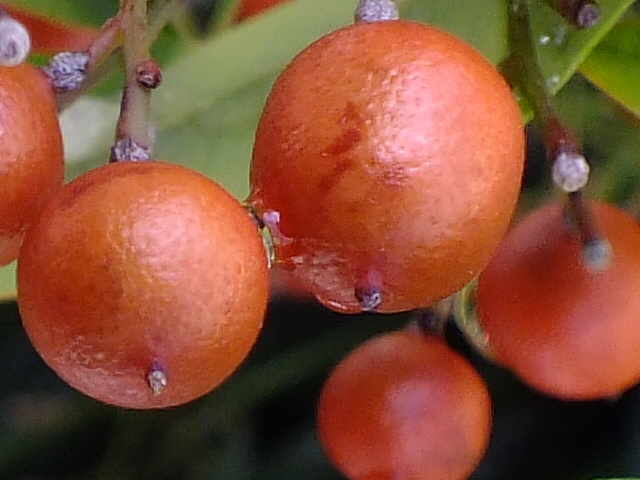 e0145782_13153660.jpg