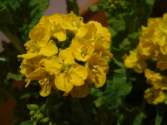 d0008724_118678.jpg