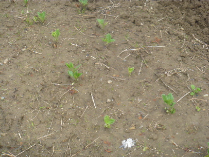 b0246036_10591317.jpg