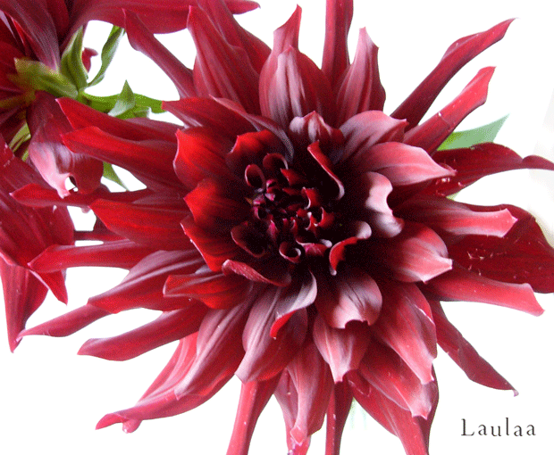 c0225153_128799.gif