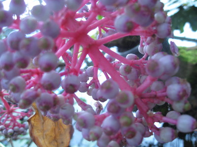 b0267163_954628.jpg