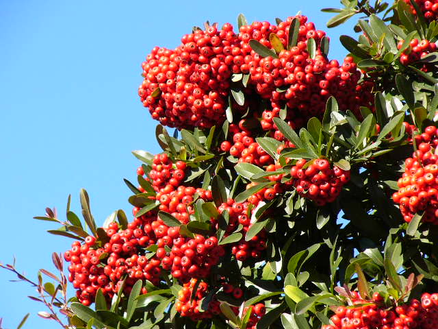 e0145782_2004571.jpg
