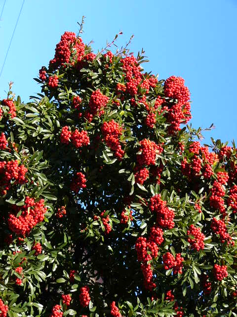 e0145782_200727.jpg