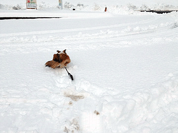 b0066826_17554942.gif
