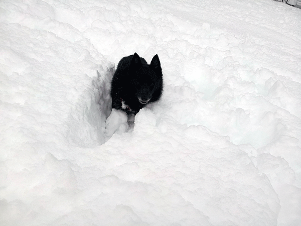 b0066826_1834480.gif