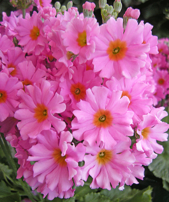 a0001354_22748100.gif