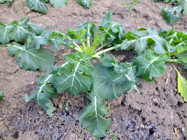 e0145782_1644188.jpg