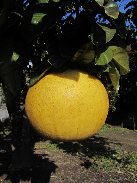 d0154609_11114172.jpg