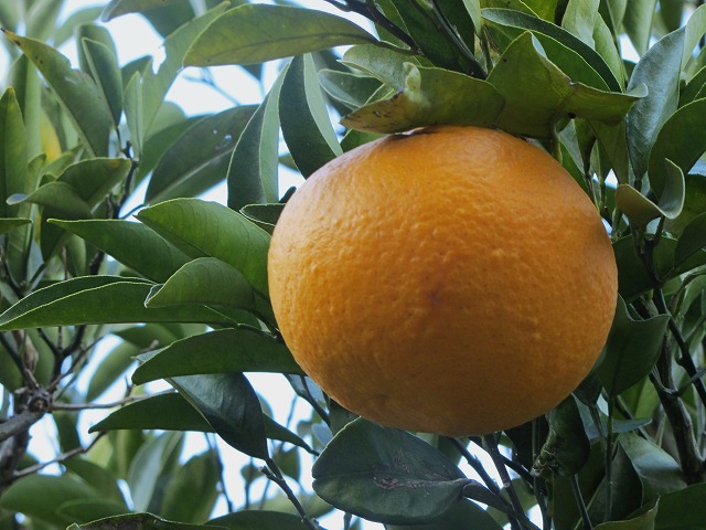 d0154609_11154011.jpg