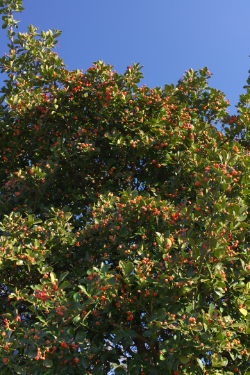 e0054067_1911078.jpg