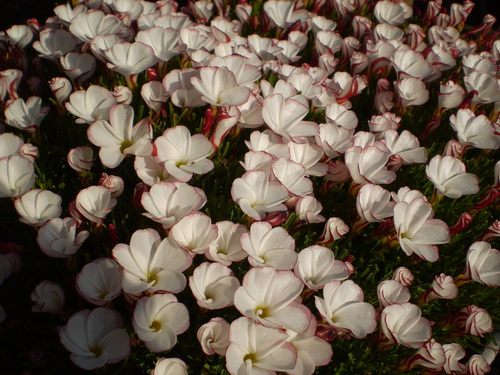 a0135990_226141.jpg