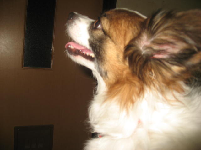 a0149240_10455024.jpg
