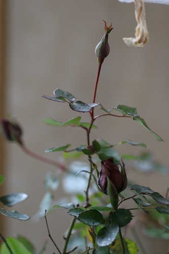 c0186463_0223935.jpg