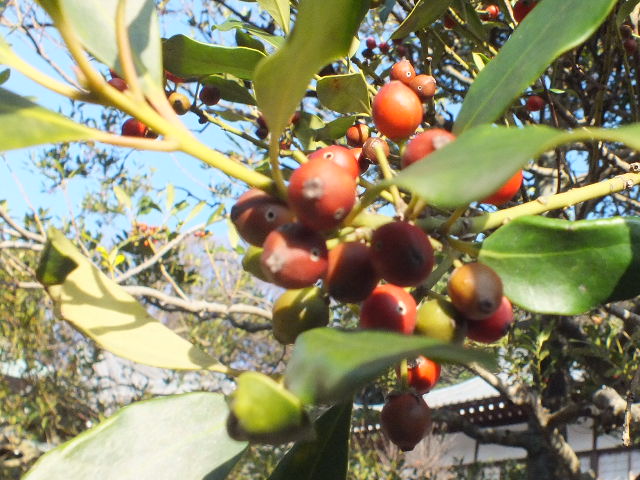 e0145782_19532066.jpg