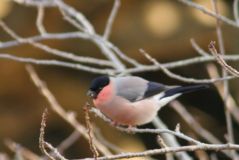 e0197884_22495846.jpg
