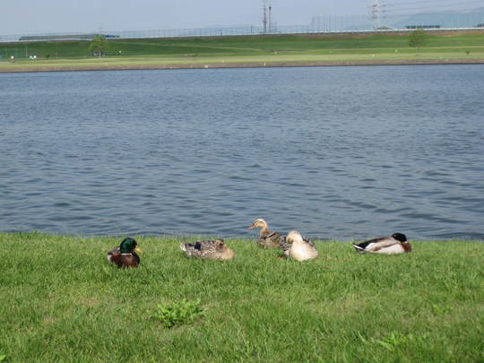 f0010195_003085.jpg