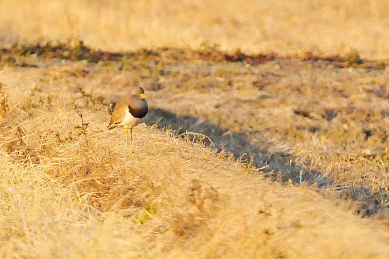 f0168596_2265910.jpg