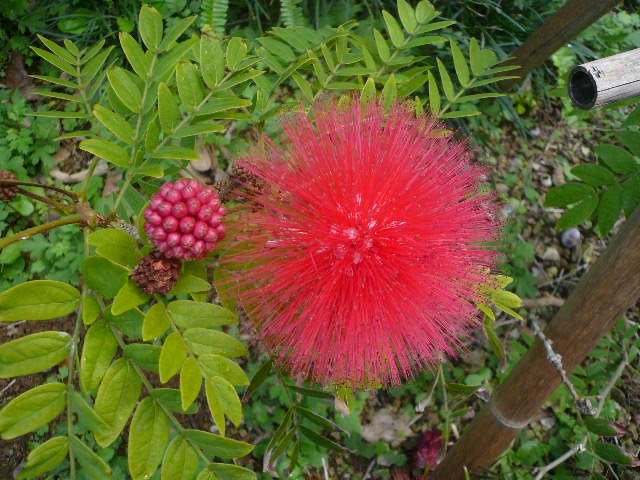 e0026017_22451323.jpg