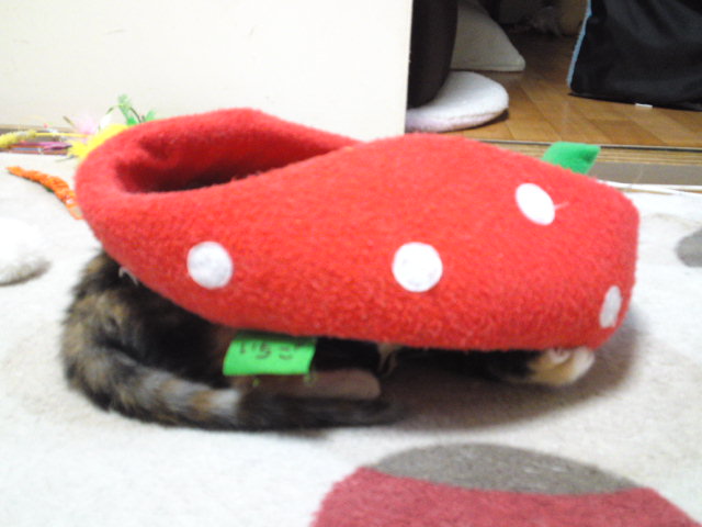 a0206019_8521636.jpg