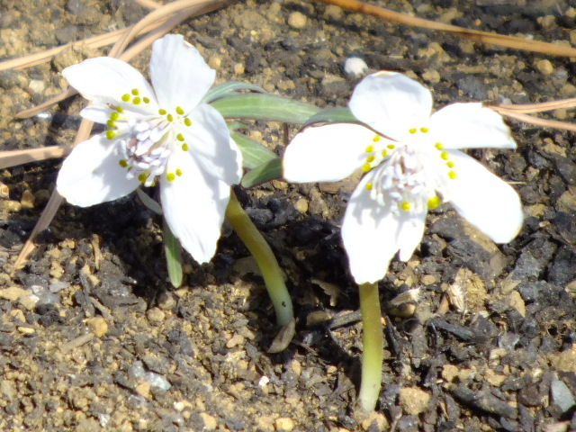 e0145782_950395.jpg