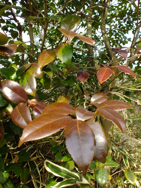 e0145782_9541763.jpg