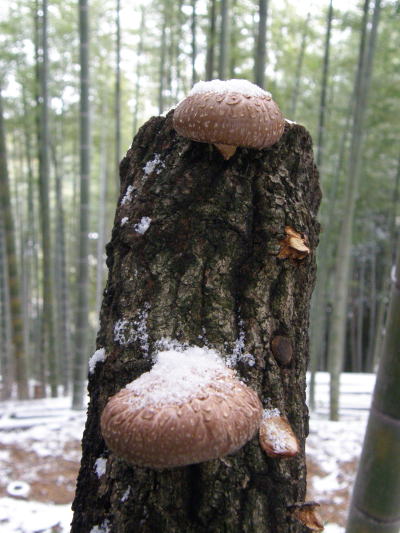 e0017396_232329.jpg