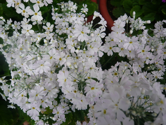 a0206332_10284510.jpg