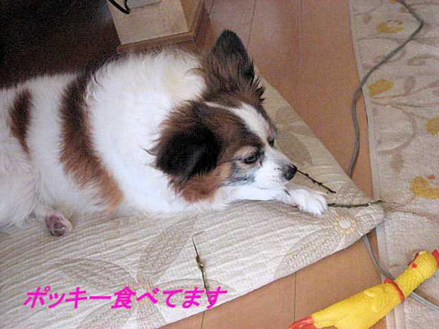 a0149240_837418.jpg